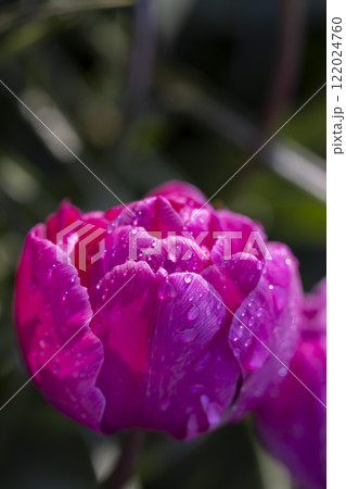 Macro shot of tulip with water drops, Keukenhof flower garden, Lisse, Netherlands 122024760
