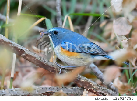 ヤスデを捕食するルリビタキ　（オス） 122024780