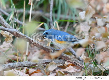 ヤスデを捕食するルリビタキ (オス) ヤスデを捕食するルリビタキ (オス) 122024782