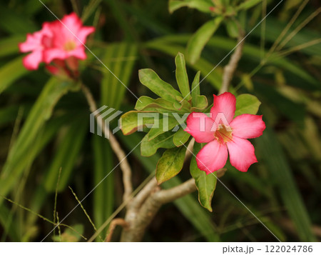Adenium obesum, pink flower also named desert rose, Thailand. 122024786