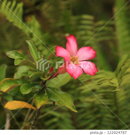 Adenium obesum, pink flower also named desert rose, Thailand. 122024787
