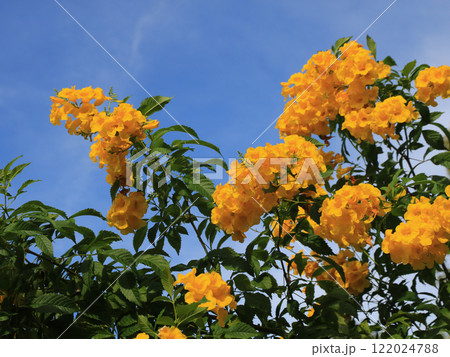 Yellow trumpet bush, flowering shrub and medical plant growing Ko Chang, Thailand. 122024788