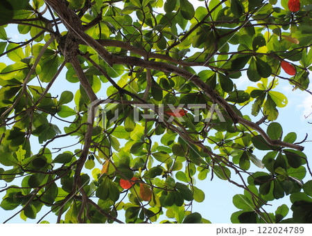 Terminalia catappa, detail of a indian almond tree, Thailand. 122024789