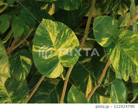 Heart shaped leave of a epipremnum aureum, green plant growing in Thailand. 122024790