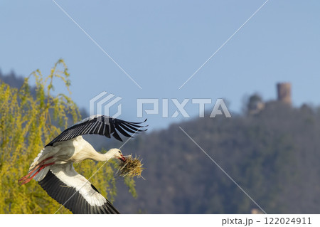 White stork (ciconia ciconia), early spring near Hunawihr, Alsace, France White stork (ciconia ciconia), early spring near Hunawihr, Alsace, France 122024911
