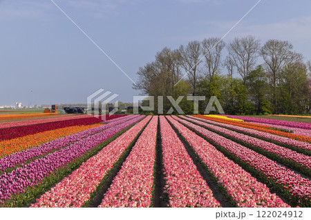 Field of tulips near Lemmer, Friesland, Netherlands Field of tulips near Lemmer, Friesland, Netherlands 122024912