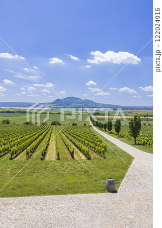 Vineyards under Palava near Sonberk, Southern Moravia, Czech Republic 122024916