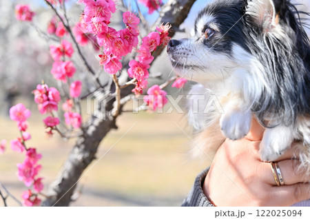 梅の花を見つめる愛犬 ロングコートチワワ 満開の梅林 春 梅の花を見つめる愛犬 ロングコートチワワ 満開の梅林 春 122025094