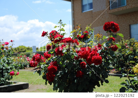 荒尾市　おもやい市民花壇　バラの花、 122025192