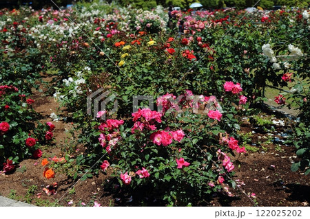 荒尾市 おもやい市民花壇 バラの花、 荒尾市 おもやい市民花壇 バラの花、 122025202