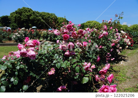 荒尾市 おもやい市民花壇 バラの花、 荒尾市 おもやい市民花壇 バラの花、 122025206