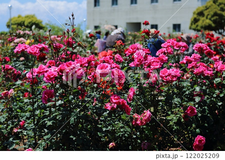荒尾市　おもやい市民花壇　バラの花、 122025209