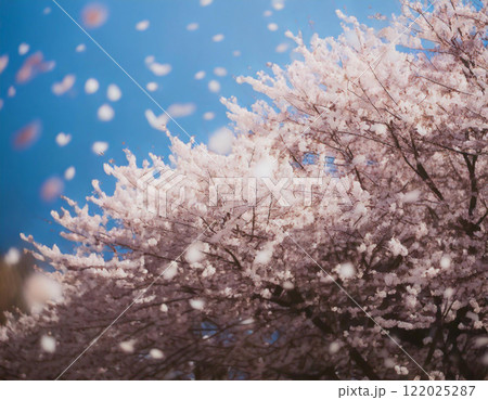 春一番イメージ Generative AI 春一番イメージ Generative AI 122025287