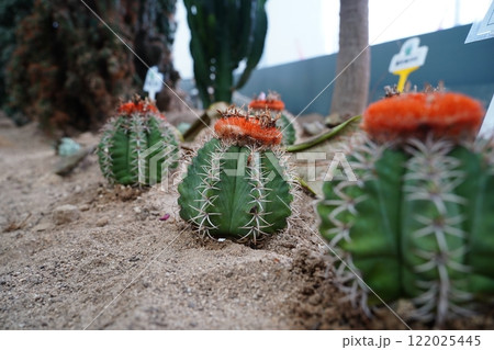 Unusually shaped cactus in the botanical garden Unusually shaped cactus in the botanical garden 122025445