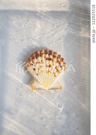 Marine shell underwater, still life. Marine shell underwater, still life. 122025518