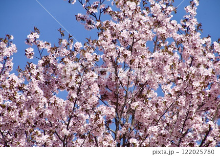 山桜・桧原の一本桜・裏磐梯(福島県・北塩原村) 山桜・桧原の一本桜・裏磐梯(福島県・北塩原村) 122025780