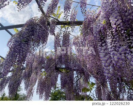 Blooming Wisteria Sinensis with scented classic purple flowersin full bloom in hanging racemes on the wind closeup. Garden with wisteria in spring. Blooming Wisteria Sinensis with scented classic purple flowersin full bloom in hanging racemes on the wind closeup. Garden with wisteria in spring. 122026230