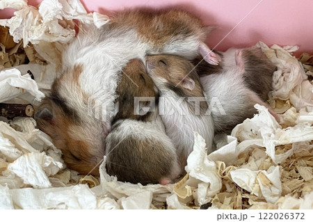 Little baby hamsters sucking milk from their mother Little baby hamsters sucking milk from their mother 122026372