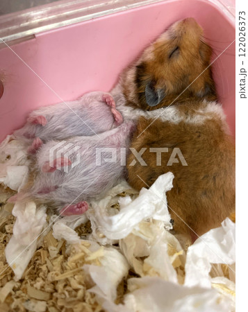 Baby hamsters sucking milk from their mother Baby hamsters sucking milk from their mother 122026373