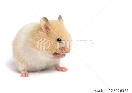 Small hamster isolated on white background 122026381
