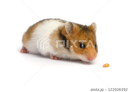 Adorable hamster looking at camera on white background Adorable hamster looking at camera on white background 122026392