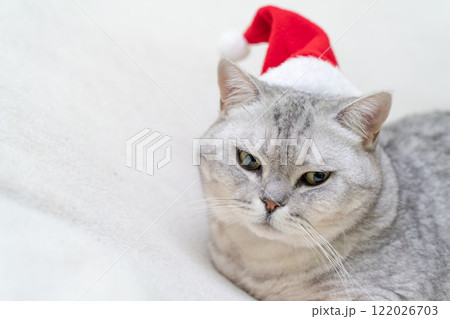Scottish straight Christmas cat in a red santa hat sleeps on a white blanket. Pets, Christmas stories with pets. 122026703