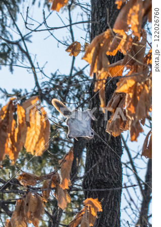 冬の北海道、森を駆け回るエゾモモンガ 冬の北海道、森を駆け回るエゾモモンガ 122026760