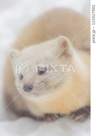 冬の北海道でたくましく生きるエゾクロテン 冬の北海道でたくましく生きるエゾクロテン 122027002