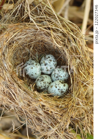Eggs in the nest of marsh warbler bird Eggs in the nest of marsh warbler bird 122027346