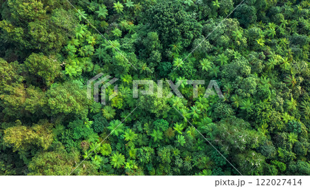 A breathtaking view of a lush green forest canopy captured from above, highlighting natures beauty 122027414