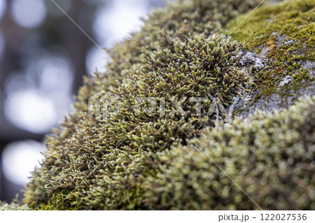 苔のついた岩 122027536