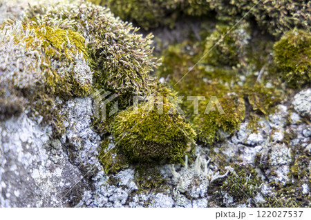 苔むした岩 122027537