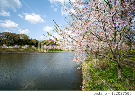 池のほとりに咲く満開の桜並木 池のほとりに咲く満開の桜並木 122027596