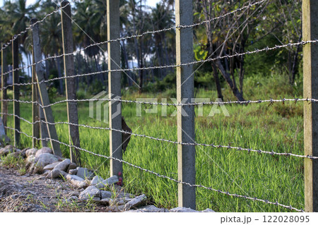 A simple country fence made of six layers of barbed wire on concrete posts. A simple country fence made of six layers of barbed wire on concrete posts. 122028095