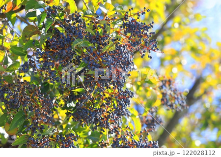 唐鼠黐（トウネズミモチ）の実 122028112