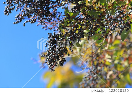 唐鼠黐（トウネズミモチ）の実 122028120