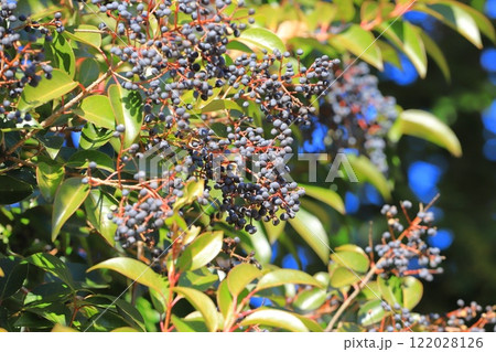 唐鼠黐（トウネズミモチ）の実 122028126