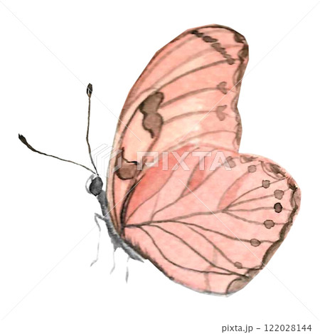 Watercolor pink butterfly on the white isolated background. Watercolor pink butterfly on the white isolated background. 122028144