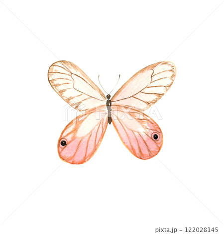 Watercolor pink butterfly on the white isolated background. 122028145