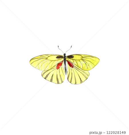 Watercolor yellow vintage butterfly on the white isolated background. Watercolor yellow vintage butterfly on the white isolated background. 122028149