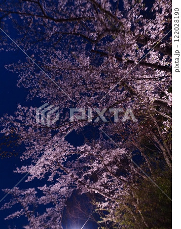 光城山の夜桜 122028190