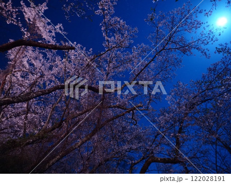 光城山の夜桜 光城山の夜桜 122028191