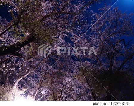 光城山の夜桜 光城山の夜桜 122028192