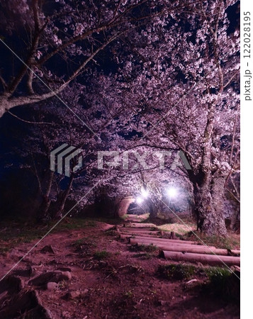 光城山の夜桜 光城山の夜桜 122028195