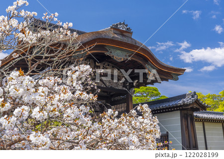 春の京都　仁和寺　満開の桜と勅使門 122028199