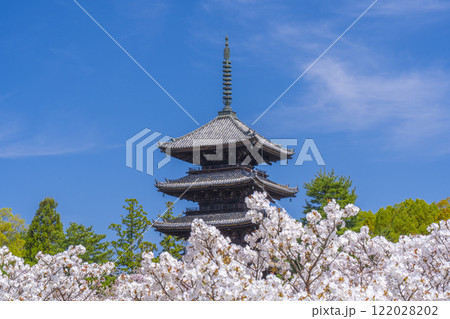 春の京都　仁和寺　御室桜と五重塔 122028202