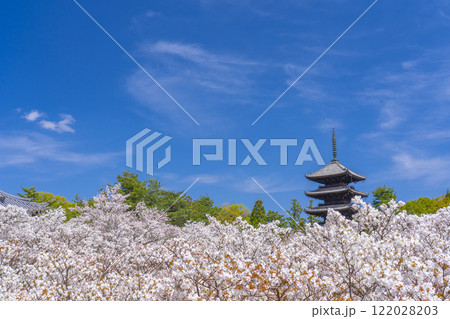 春の京都 仁和寺 御室桜と五重塔 春の京都 仁和寺 御室桜と五重塔 122028203