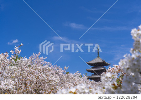 春の京都 仁和寺 御室桜と五重塔 春の京都 仁和寺 御室桜と五重塔 122028204