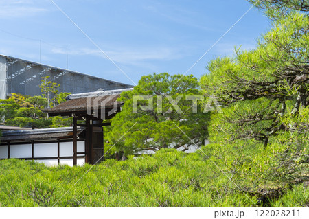 仁和寺御所庭園　御殿入口　巨大な松の木 122028211