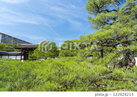 仁和寺御所庭園 御殿入口 巨大な松の木 仁和寺御所庭園 御殿入口 巨大な松の木 122028213